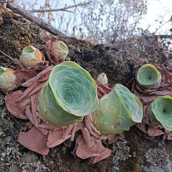 Aeonium aureum (Aeonium aureum)