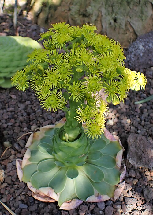 Aeonium aureum: Aeonium aureum in the Botanischer Garten, Berlin-Dahlem
