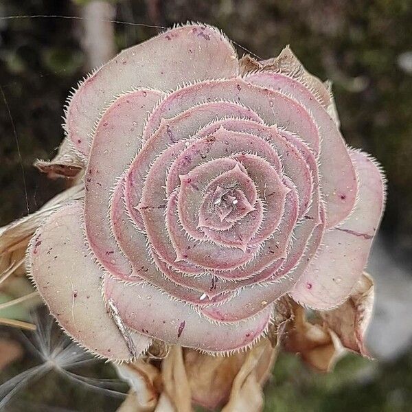 Aeonium aureum (Aeonium aureum)