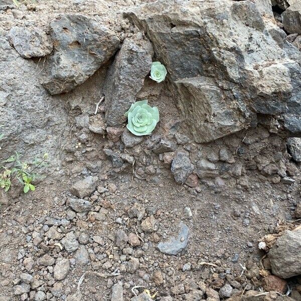 Aeonium aureum (Aeonium aureum)
