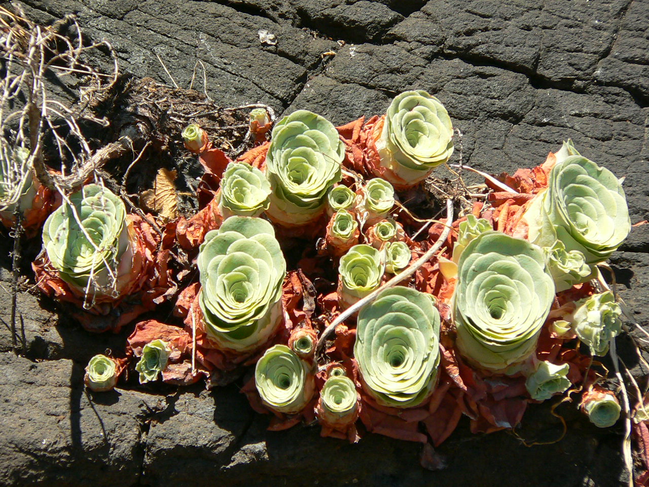 Aeonium aureum: Aeonium aureum It was growing all over a rockwall . It's probably "watered" mostly by the "sea of clouds" which often reaches this area.