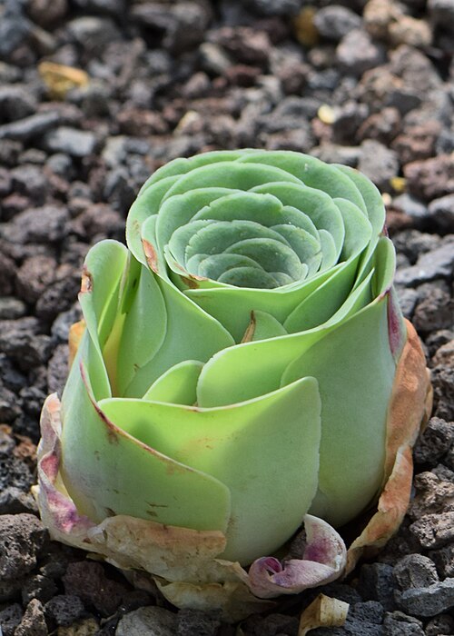 Aeonium aureum: Aeonium aureum in the Botanischer Garten, Berlin-Dahlem