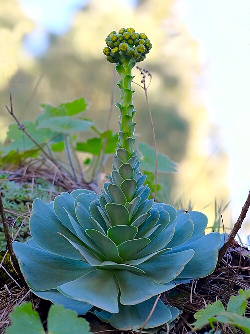 Aeonium aureum: Aeonium aureum at Caldera de Los Martales, Gran Canaria