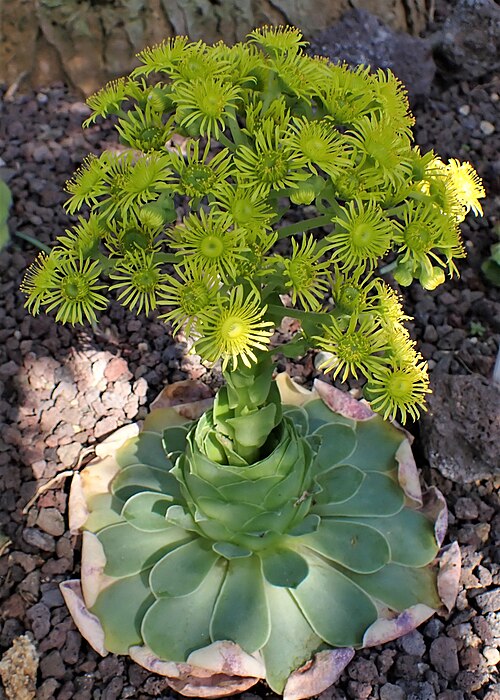 Aeonium aureum: Aeonium aureum in the Botanischer Garten, Berlin-Dahlem