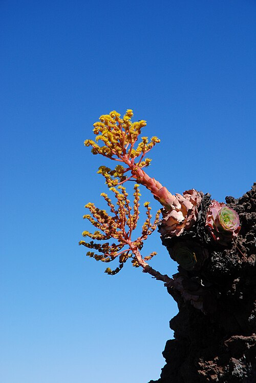 Aeonium aureum: Aeonium aureum, Pico Birogoyo, La Palma, Spanien
