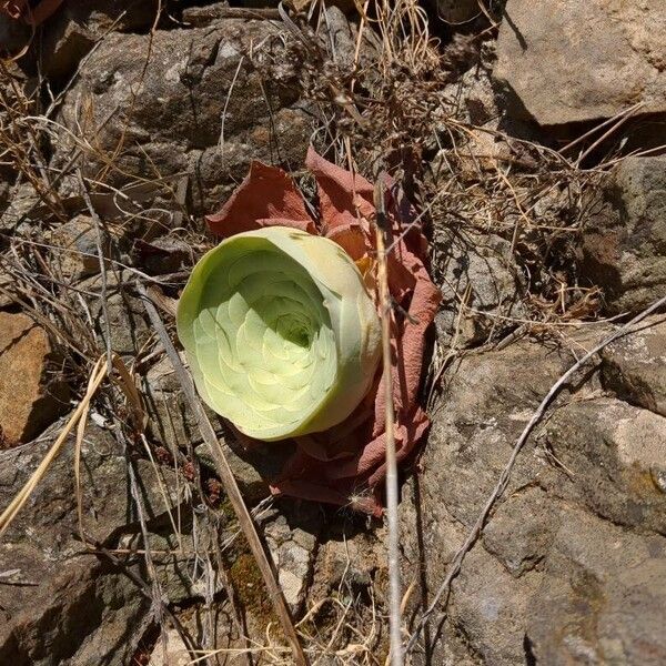 Aeonium aureum (Aeonium aureum)