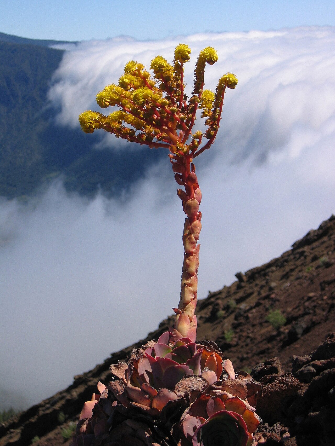 Aeonium aureum: Greenovia aurea , Pico Birigoyo, La Palma, Spain