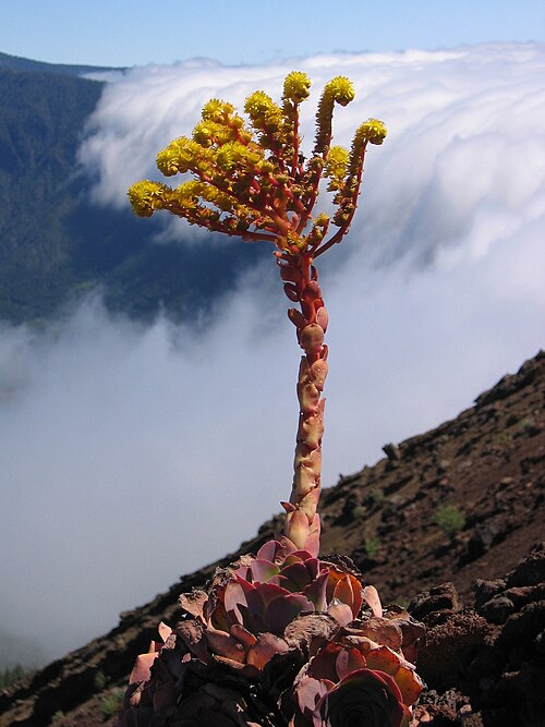 Aeonium aureum: Greenovia aurea , Pico Birigoyo, La Palma, Spain