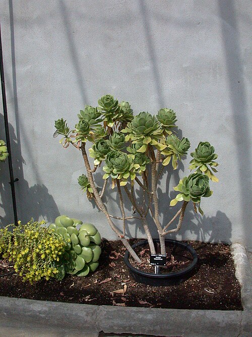 Balsam aeonium: Specimen labelled: " Aeonium balsamiferum . Crassulaceae. Canary Is."