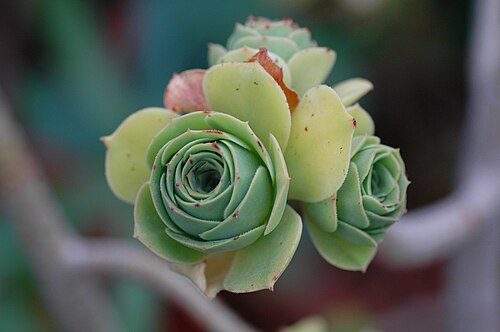 Balsam aeonium: Aeonium balsamiferum
