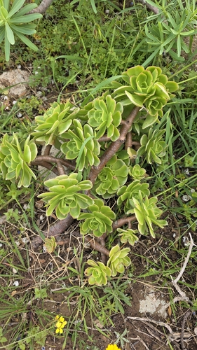 Balsam aeonium (Aeonium balsamiferum)