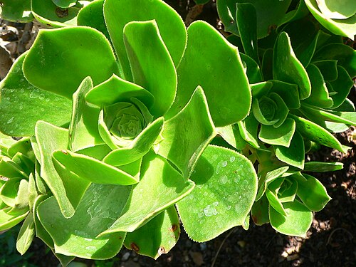 Balsam aeonium: Aeonium balsamiferum at the " Jardín Botánico Canario Viera y Clavijo "