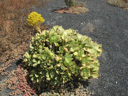 Balsam aeonium (Aeonium balsamiferum)