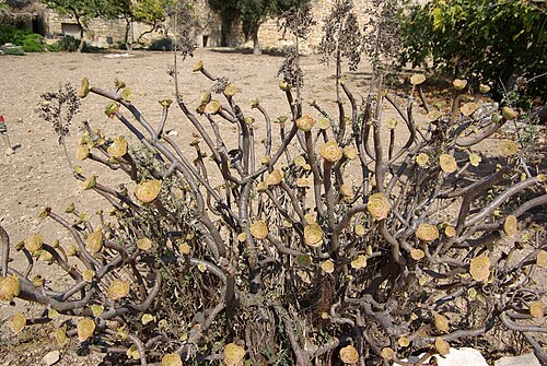 Balsam aeonium: Malta, Aeonium balsamiferum