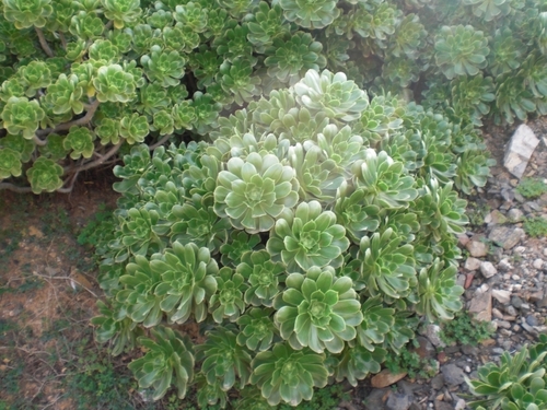 Balsam aeonium (Aeonium balsamiferum)