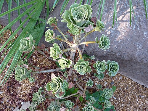 Balsam aeonium: Aeonium balsamiferum growing in the Temperate House of the Missouri Botanical Garden. This plant is endemic on Lanzarote and the Cape Verde Islands.