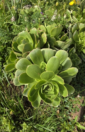 Balsam aeonium (Aeonium balsamiferum)