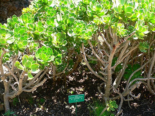 Balsam aeonium: Aeonium balsamiferum at the " Jardín Botánico Canario Viera y Clavijo "