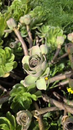Balsam aeonium (Aeonium balsamiferum)