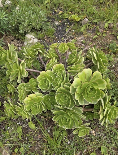 Balsam aeonium (Aeonium balsamiferum)