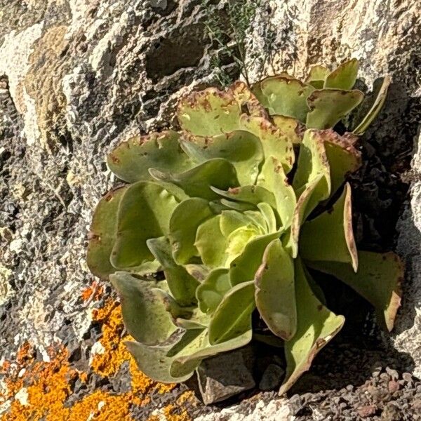 Aeonium canariense (Aeonium canariense)