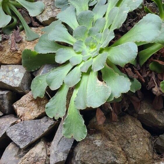 Aeonium canariense (Aeonium canariense)