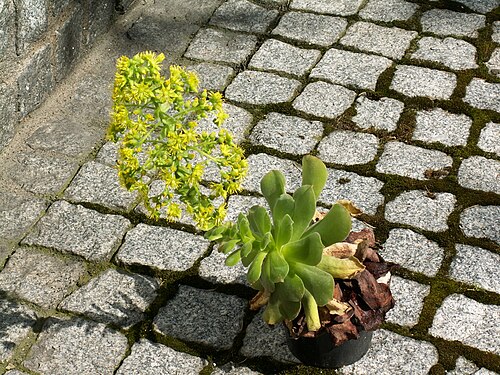 Aeonium canariense: Aeonium canariense
