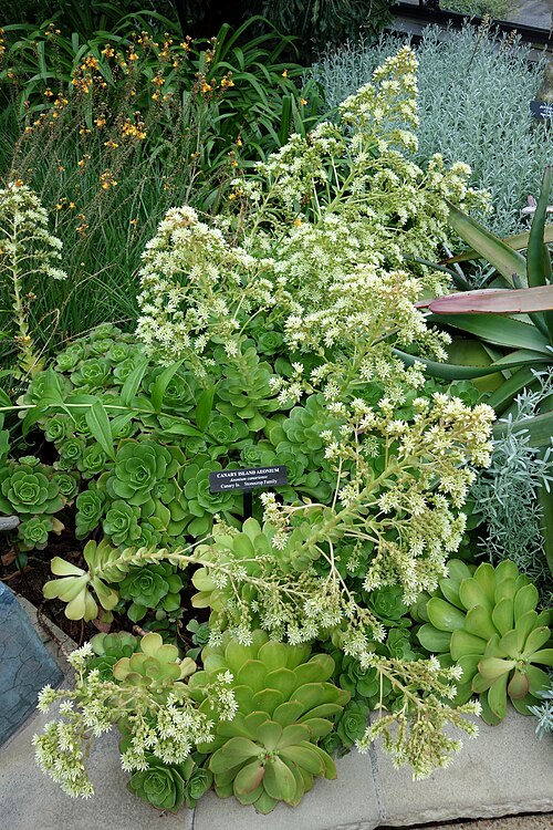 Aeonium canariense: Botanical specimen in Longwood Gardens, 1001 Longwood Rd, Kennett Square, Pennsylvania, USA.