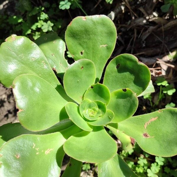 Aeonium canariense (Aeonium canariense)