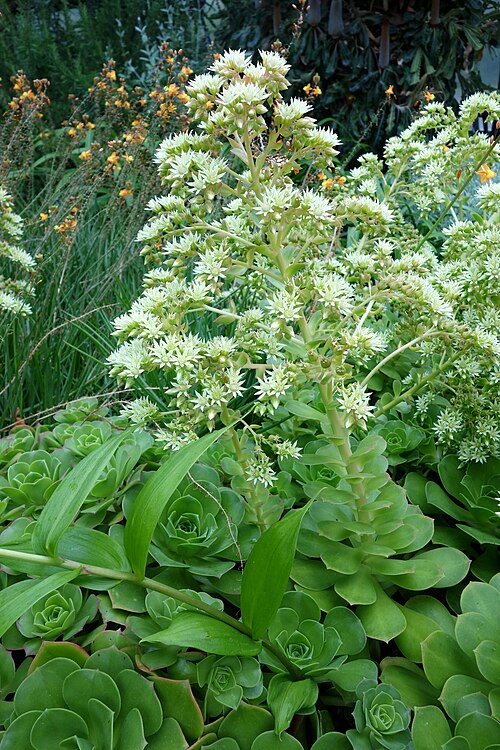Aeonium canariense: Botanical specimen in Longwood Gardens, 1001 Longwood Rd, Kennett Square, Pennsylvania, USA.