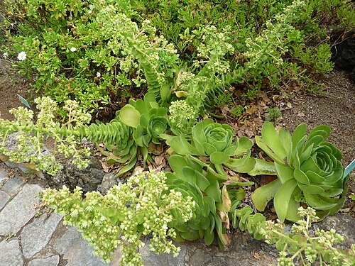 Aeonium canariense: Aeonium canariense in the Jardín Botánico Canario Viera y Clavijo .