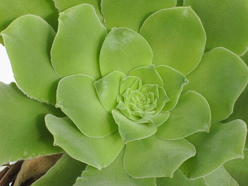 Aeonium canariense: Aeonium canariense