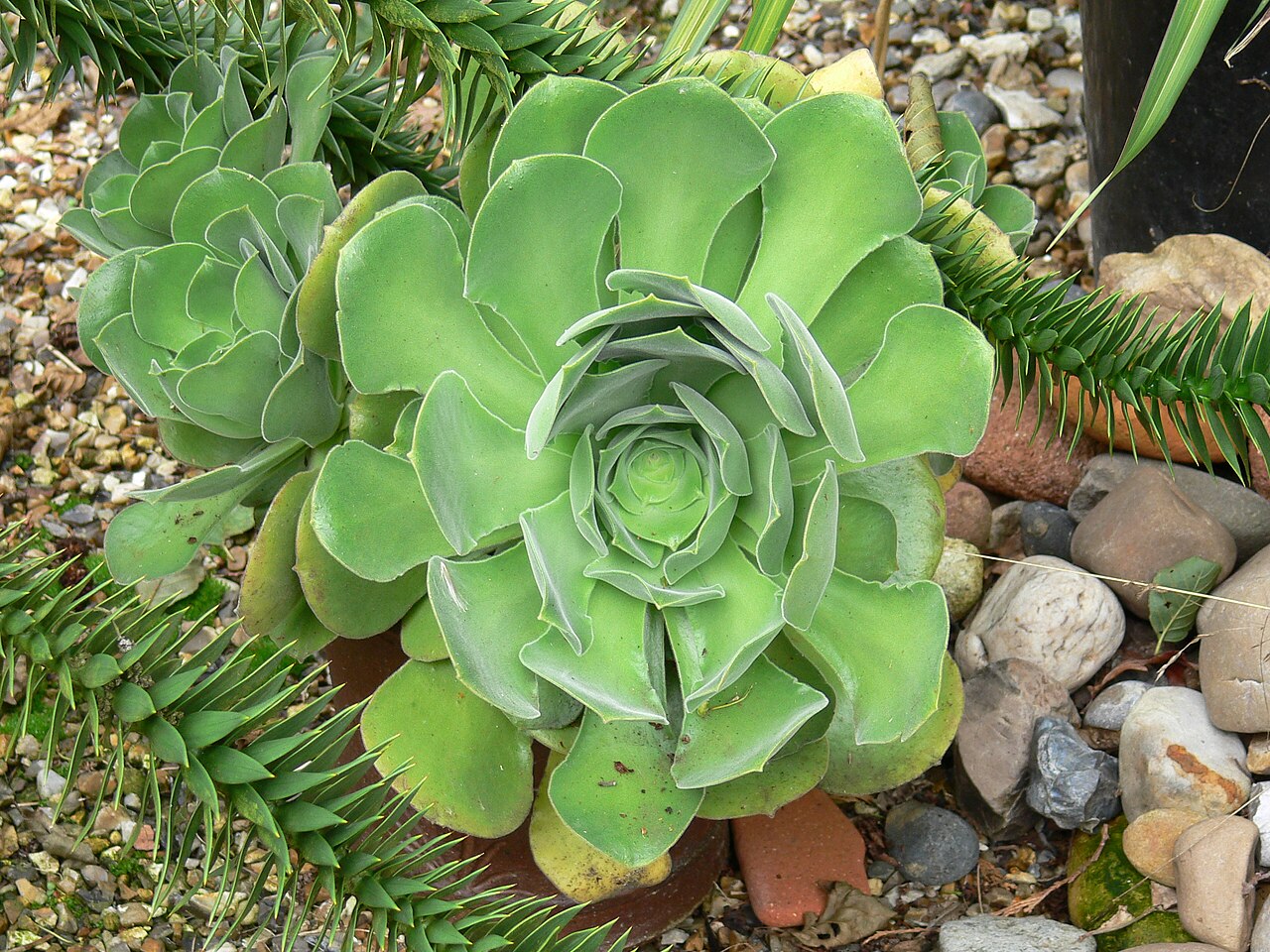 Aeonium canariense: Aeonium canariense showing its velvet covered leaves