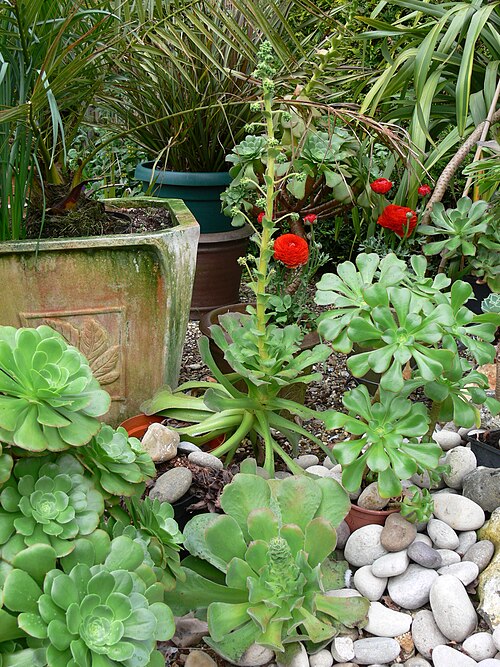 Aeonium canariense: This shows two aeonium canariense coming into flower. Aeonium magnificum is on the left and an unusual undulatum on the right
