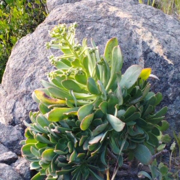 Aeonium canariense (Aeonium canariense)
