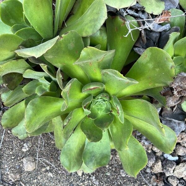 Aeonium canariense (Aeonium canariense)