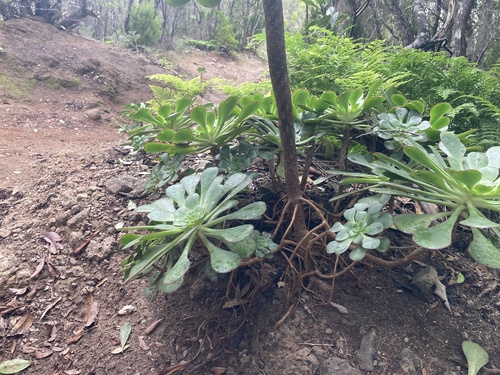 Aeonium ciliatum (Aeonium ciliatum)