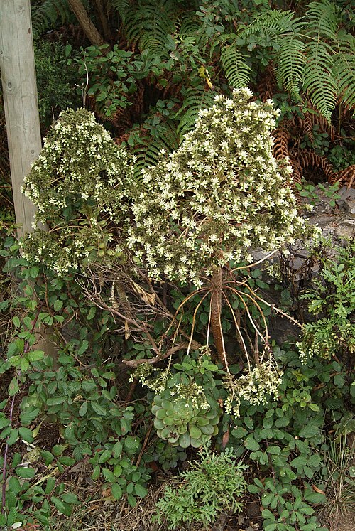 Aeonium ciliatum: Aeonium ciliatum , Anaga-Gebirge, Teneriffa