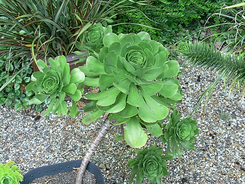Aeonium ciliatum: Aeonium Ciliatum showing larger central floret with surrounding florets