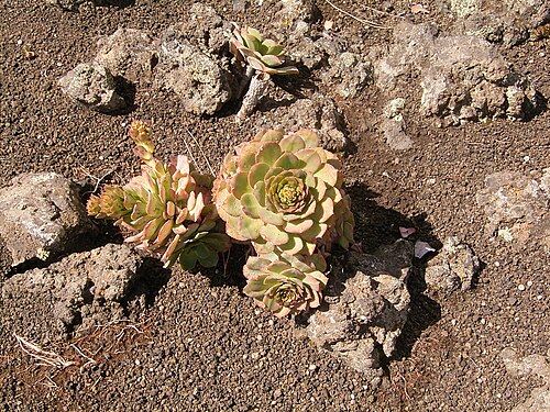 Aeonium ciliatum: Aeonium ciliatum growing in El Paso , La Palma , Canary Islands