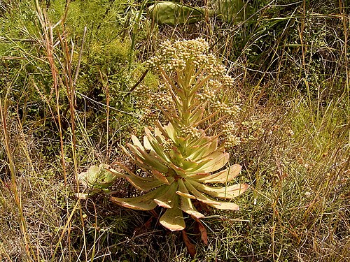 Aeonium ciliatum: Aeonium ciliatum growing in El Paso , La Palma , Canary Islands