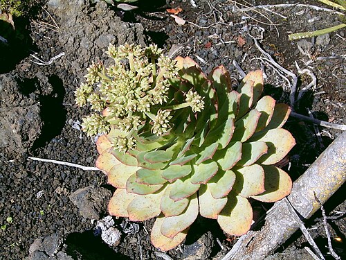 Aeonium ciliatum: Aeonium ciliatum growing in El Paso , La Palma , Canary Islands