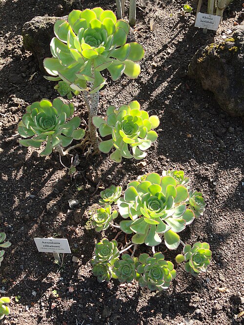 Aeonium ciliatum: Botanical specimen in the Botanischer Garten, Frankfurt am Main, Germany.