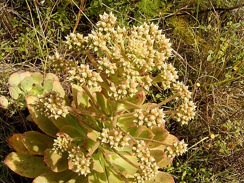 Aeonium ciliatum: Aeonium ciliatum growing in El Paso , La Palma , Canary Islands