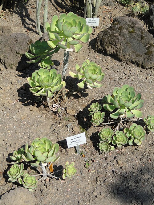 Aeonium ciliatum: Specimen in the Botanischer Garten, Frankfurt am Main, Germany.