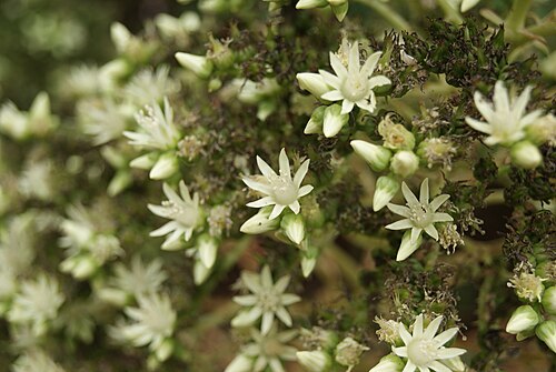 Aeonium ciliatum: Aeonium ciliatum , Anaga-Gebirge, Teneriffa