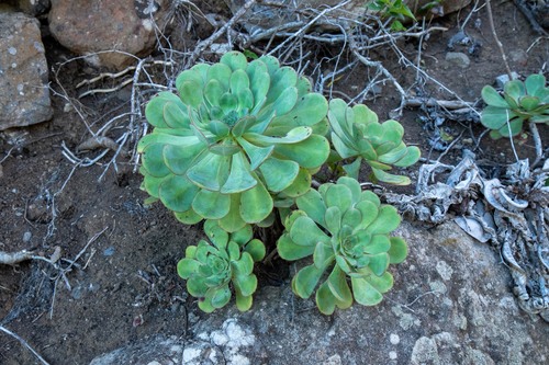 Aeonium ciliatum (Aeonium ciliatum)