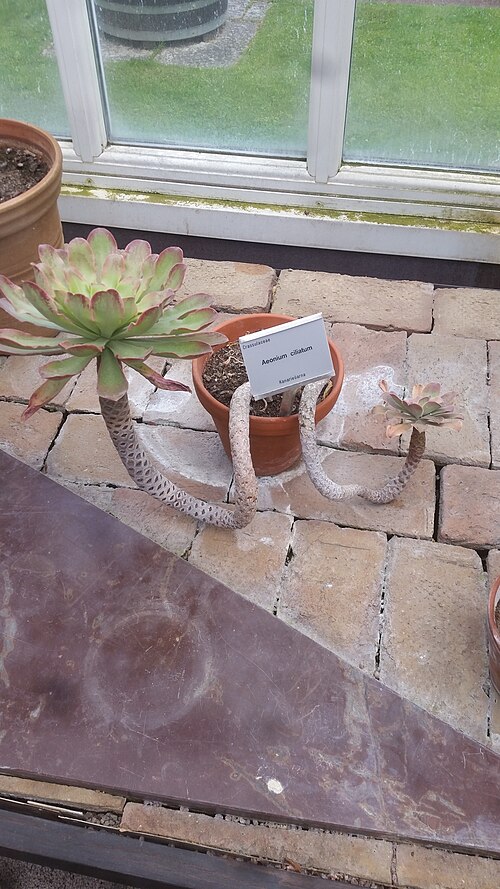 Aeonium ciliatum: A picture of the plant