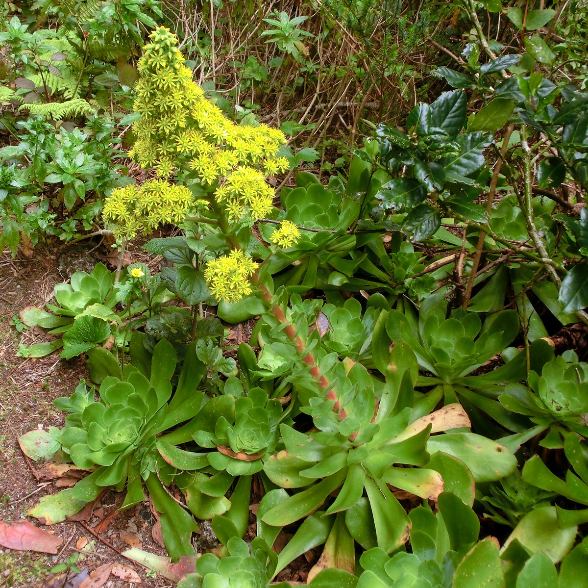 Aeonium cuneatum: Aeonium cuneatum . Tenerife, Anaga mountains, ca. 1 km NE of Chinobre, laurel forest with tree heath, ca. 800 m.
