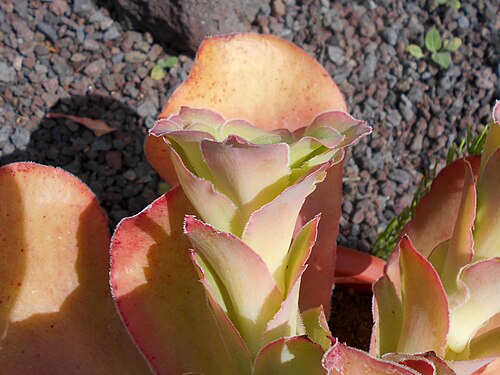 Aeonium cuneatum: Aeonium cuneatum , Botanischer Garten Berlin.